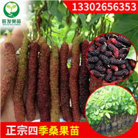 广州长果桑苗 