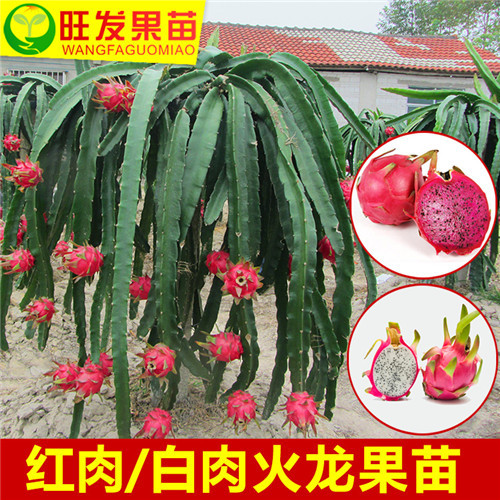 广东火龙果苗