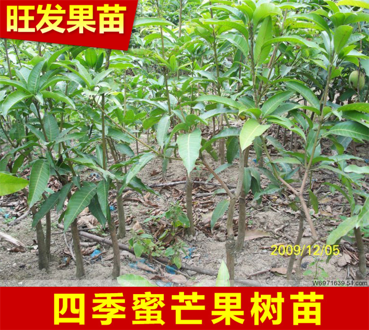 广东四季芒果苗