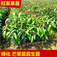 海南芒果直生苗