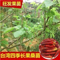 广西台湾长果桑苗 