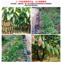 中山象牙芒果苗