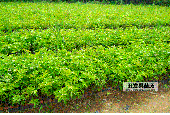 广西紫香百香果苗 