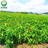 惠州象牙芒果苗