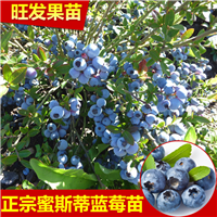 深圳蓝莓苗