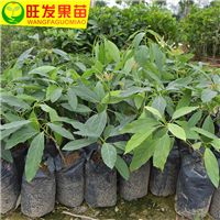 清远哈斯牛油果苗 