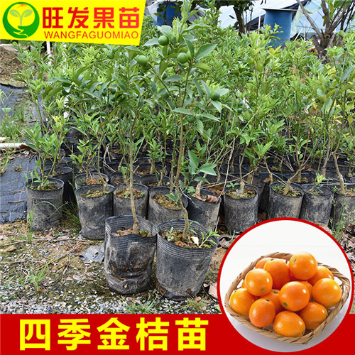 广东四季金桔苗