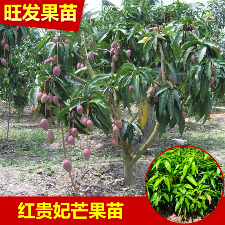 惠州红贵妃芒果苗