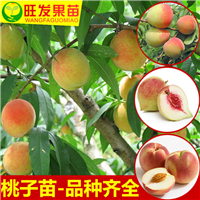 河源鹰嘴桃苗