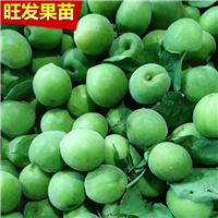 云南酸梅苗