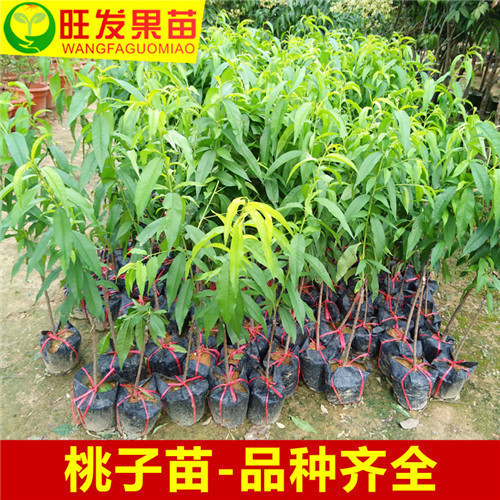 深圳三月桃苗
