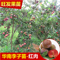 惠州南华李苗