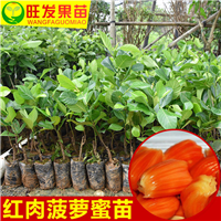 惠州红肉菠萝蜜苗