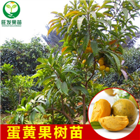 东莞蛋黄果苗
