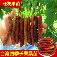 深圳长果桑苗 