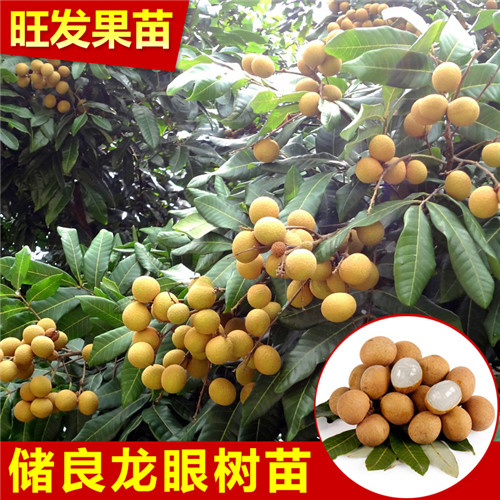 广东储良龙眼苗 
