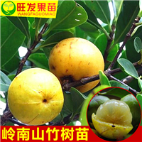 广西山竹苗 