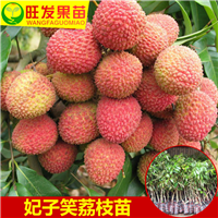 广东妃子笑荔枝苗
