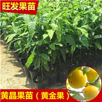 广东黄晶果苗