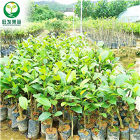 惠州榴莲菠萝蜜苗