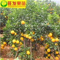 广东橙子苗批发