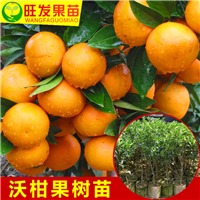 广州沃柑苗