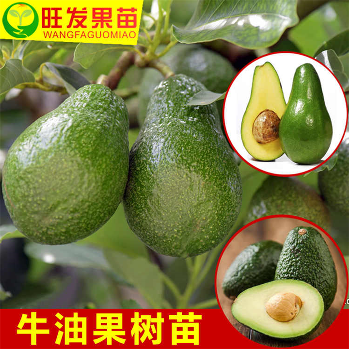广东桂垦牛油果苗价格