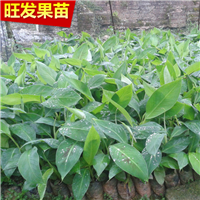 广西香蕉苗批发