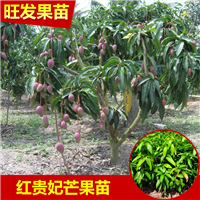惠州红贵妃芒果苗