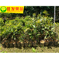 深圳山竹苗 