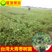 惠州台湾青枣苗 
