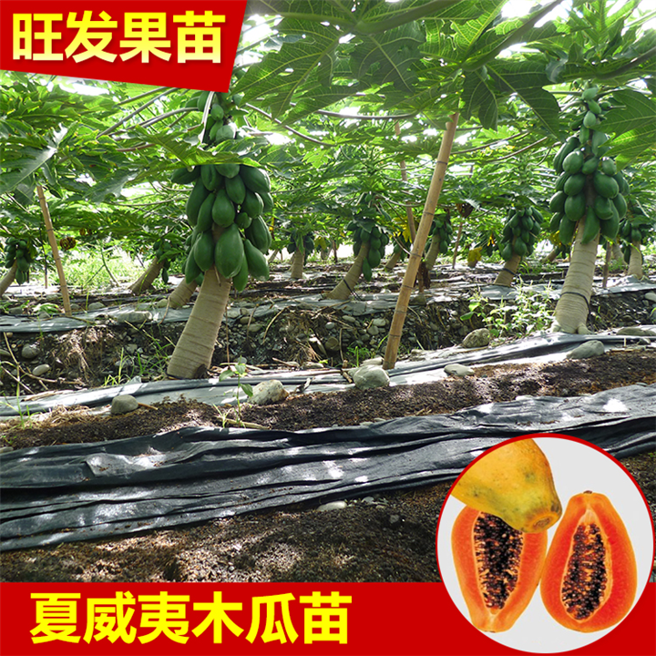 惠州夏威夷木瓜苗