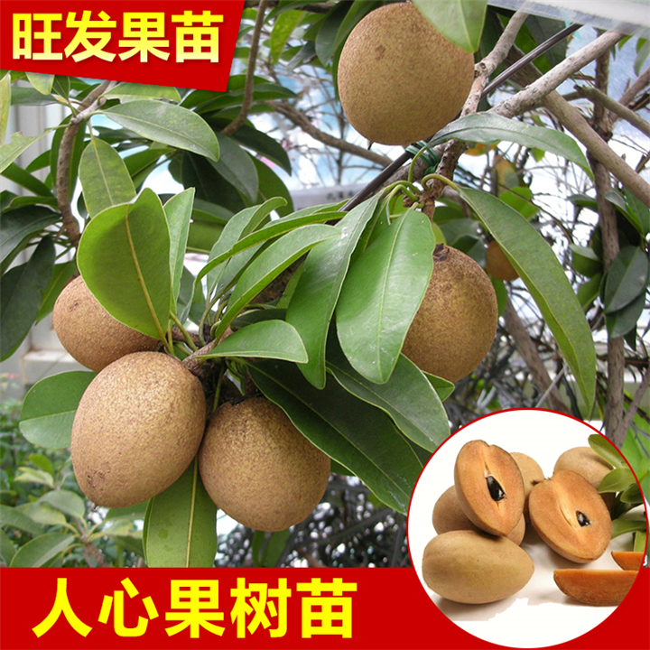 云南人心果苗 