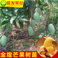 海南金煌芒果苗