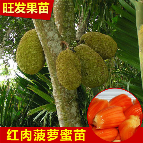 广西红肉菠萝蜜苗
