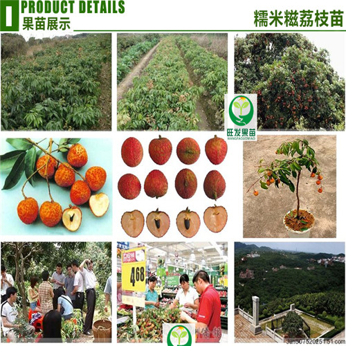 海南糯米糍荔枝苗