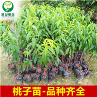 惠州三月桃苗