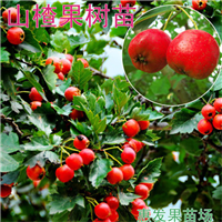 广州山楂苗
