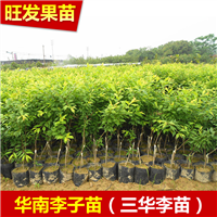 广西南华李苗
