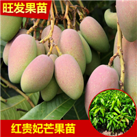 深圳红贵妃芒果苗