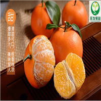 广西沃柑苗