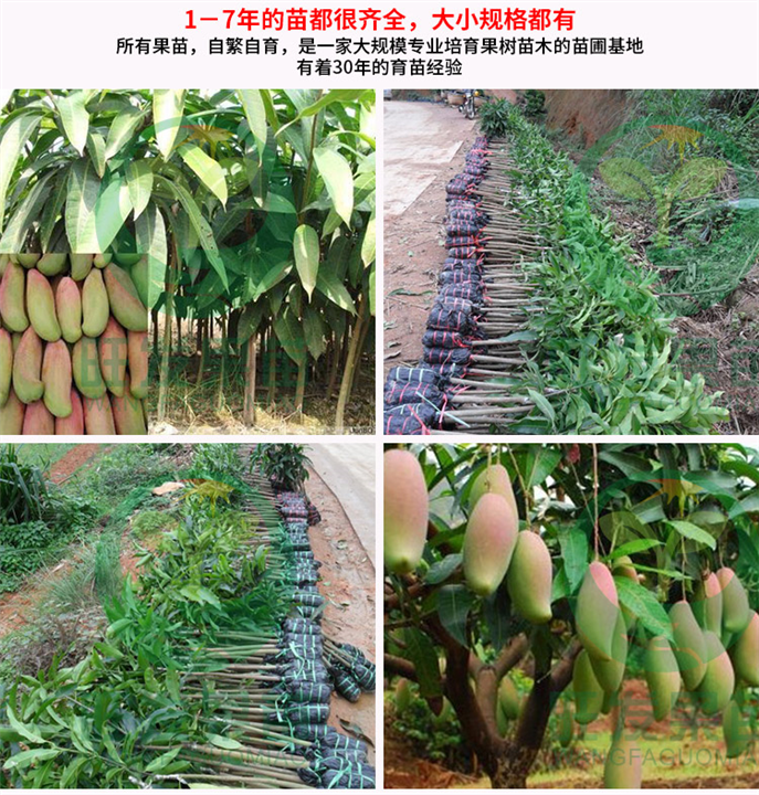 中山象牙芒果苗