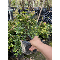 广州沙巴嘉宝果苗