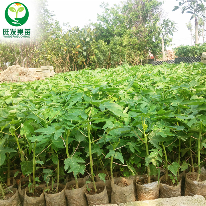 惠州红妃木瓜苗