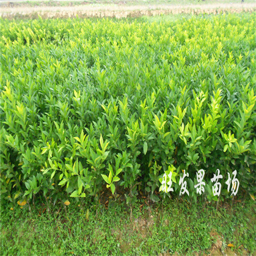 广西茂谷柑苗