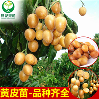 广东鸡心黄皮苗基地
