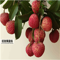 惠州桂味荔枝苗