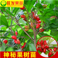 惠州神秘果苗