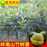 广州山竹果苗 