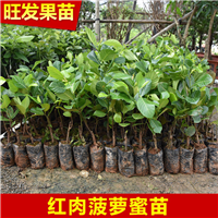 广东红肉菠萝蜜苗
